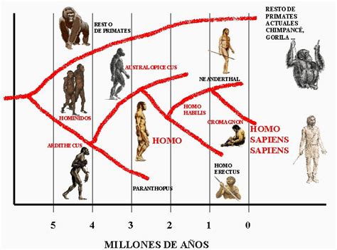 Cronologia Árbol Filogenético Evolución Humana Hominidos