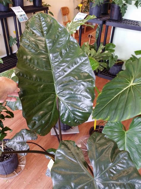 Some Big Leaves Around The Nursery Exotica Tropicals – Tropical