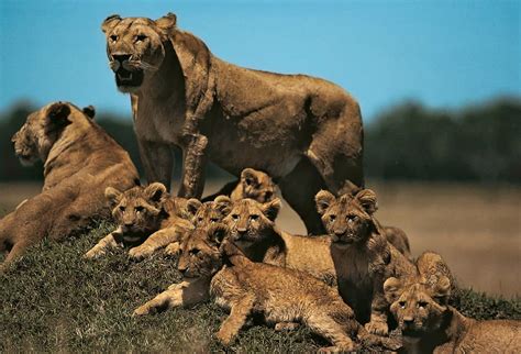 Lion Reproduction And Offspring Of The African Lion Alert