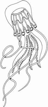 Medusa Jellyfish Avispas Meduse Ausmalbild Quallen Ausmalbilder Pesci sketch template