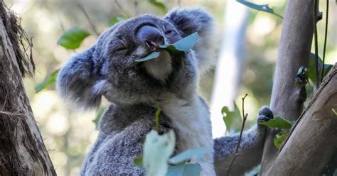 wild koalas  chlamydia vaccine     kind trial  protect
