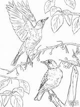 Robins sketch template