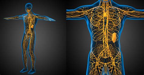 signs of a clogged lymphatic system and how to treat them