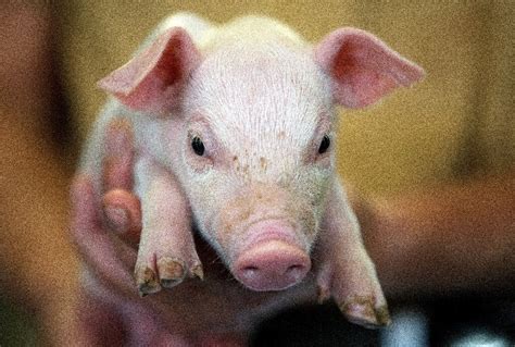 piggy   court german piglets sue  castration