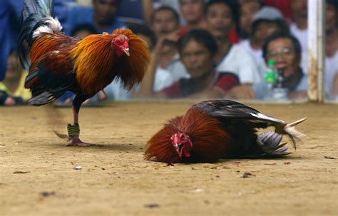 philippines and cock fighting