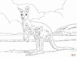 Kangaroo Coloring Pages Grey Western Printable Drawing Skip Main sketch template