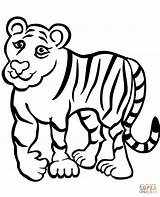 Tiger Coloring Pages Tigers Tooth Sad Drawing Saber Face Color Tiiger Printable Line Colouring Getdrawings Getcolorings Print Designlooter Drawings Colorings sketch template