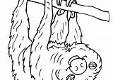 Coloring Pages Sloth Cute Toed Three Getcolorings Animals Getdrawings Easy Colorings sketch template