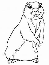 Gopher Coloring Pages Printable Kids sketch template