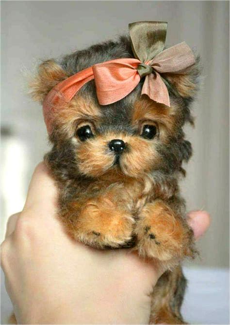 importance  keeping  dog mentally stimulated cute baby animals cute dogs