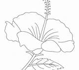 Hibiscus Coloring Drawing Flower Drawings Pages Printable Getcolorings Color Getdrawings sketch template