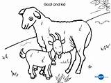 Goat Coloring Baby Farm Animal Pages Template Outline Kid Colouring Drawing Printable Cute Templates Cow Print Color Getdrawings Getcolorings sketch template