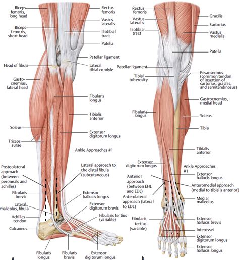 foot  ankle musculoskeletal key
