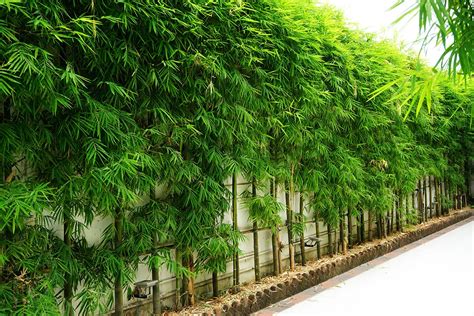 plant bamboo bamboo plants hq