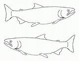 Chinook Coho Coloringbay sketch template
