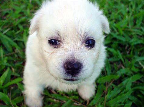 sad puppy stock photo freeimagescom
