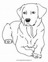 Cani Lab Labrador Puppy Malvorlage Stampare Hunde Ausmalbilder Animali Disegnidacoloraregratis Cagnolini Colorare4u Retriever Getcolorings Ausmalbild Dibujar Disegnare Katze Malen Permalink sketch template