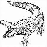 Krokodil Caiman Ausmalbilder Alligator Coloringbay sketch template