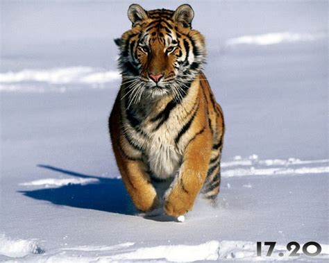 tigers  screensaver