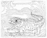 Tuatara Coloring A3 Reptile Digital Large 470px 04kb sketch template