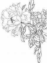 Coloring Peony Pages Flower Flowers Printable Color sketch template