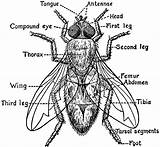 Insect Housefly Insects Ant Insectos Entomology sketch template