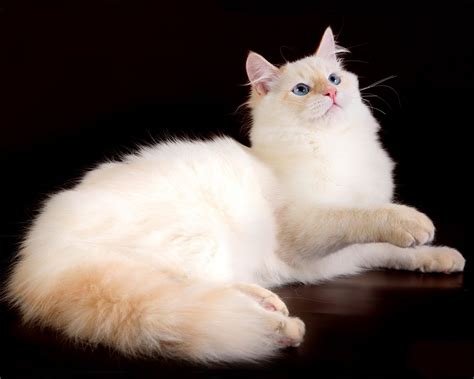 Сибирская ангорская кошка фото — Каталог Фото