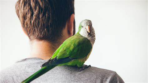 parrot training  easy   birds