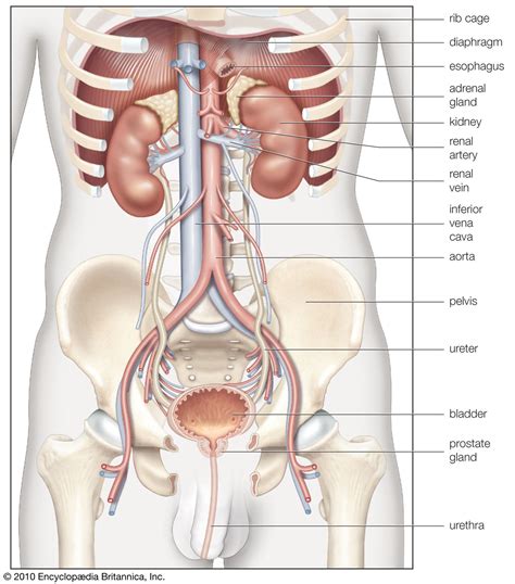 kidney function structure disease britannica