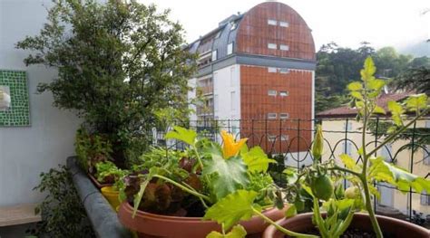 vegetables   grow   balcony simplify gardening
