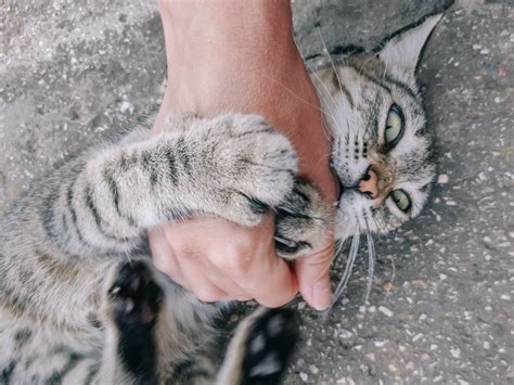 understanding feline behavior  clingy cat      attention long animal