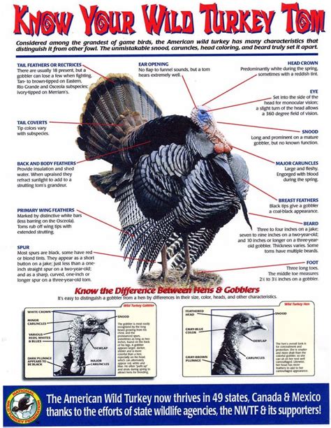 turkey parts quiz static turkey parts answers interactive nwtf turkey turkey hunting