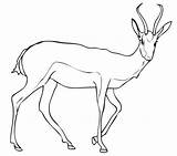 Springbok Coloring Antelope Pages Gazelle Drawing Color Kids Printable Draw Print Animal Animals Dot Crafts sketch template