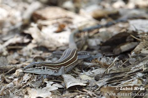 whiptail  whiptail images nature wildlife pictures naturephoto