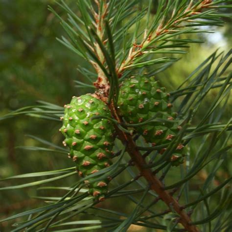 huile essentielle de pin sylvestre kamelya aromacosmétique