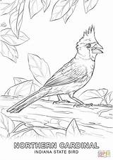 Coloring Bird State Pages Indiana Drawing Printable Paper sketch template