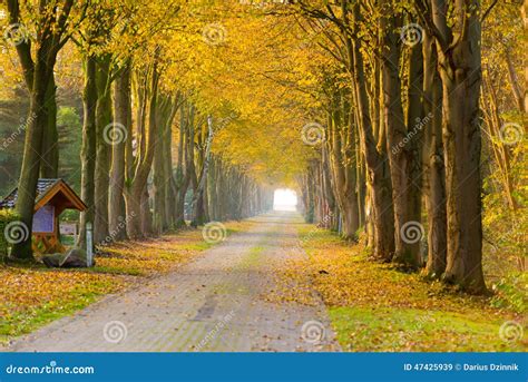 forest   autumn stock image image  park morning