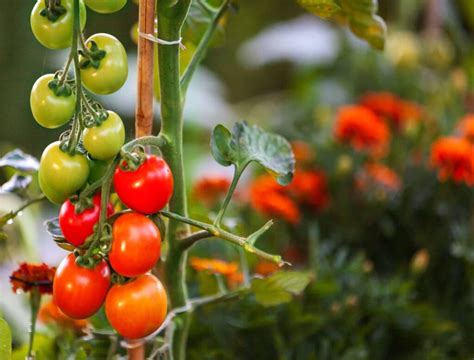 reasons  plant marigolds   tomato plants garden