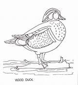 Duck Drake Mallard Designlooter sketch template