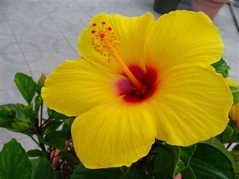 beautiful flower wallpaper