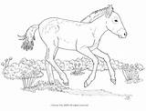 Foal Takhi Mongolia sketch template
