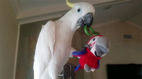 cockatoo plays with his stuffed bird toy parrot video of the day youtube