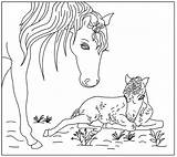 Veulen Paard Paarden Veulens Lente Terborg600 Veulentjes Ponys Uitprinten Downloaden Paardenhoofd Cavalo Cavalos sketch template