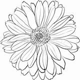 Chrysanthemum Drawing Aster Outline Drawings Crisantemo Flores Noviembre Crisantemos Facil Nacimiento Renior Tattoossandmore Sketches Abstracto sketch template