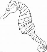 Seahorse Pencil Coloring Drawing sketch template