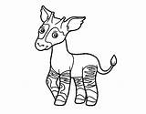 Okapi Coloring Coloringcrew Colorear sketch template