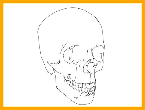 printable skull anatomy coloring pages