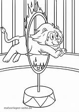 Zirkus Lion Circus Malvorlage Löwe Malvorlagen Ausmalbild Kostenlos Coloringbay Zauberer Ausmalen Feuer Zirkuszelt sketch template