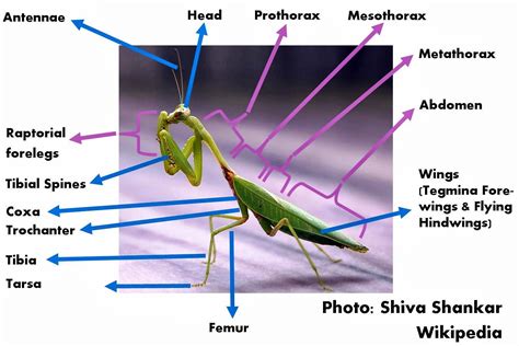 roots  shoots praying mantis biological control garden critter   month