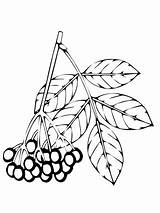 Holunderbeeren Ausmalbild Elderberry Holunderbeere Kategorien sketch template